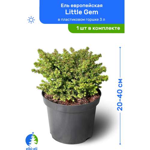 Ель европейская Little Gem (Литтл Джем) 20-40 см в пластиковом горшке 3 л, саженец, хвойное живое растение 2450р