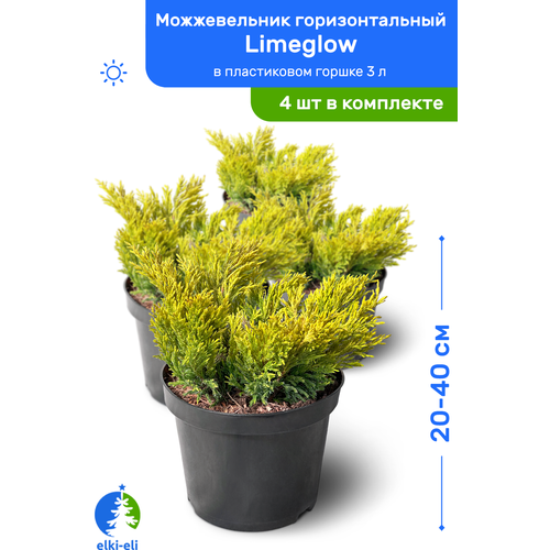 Можжевельник горизонтальный Limeglow (Лаймглоу) 20-40 см в пластиковом горшке 3 л, саженец, живое хвойное растение, комплект из 4 шт 8796р