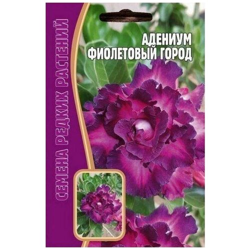 Редкие растения Адениум Фиолетовый город (3 семян в упаковке) 452р