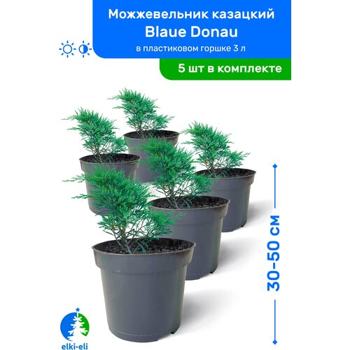Можжевельник казацкий Blaue Donau (Блю Донау) 30-50 см в пластиковом горшке 0,9-3 л, саженец, хвойное живое растение, комплект из 5 шт 9750р