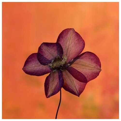         (Burgundy flower on orange background) 50. x 50. 1980