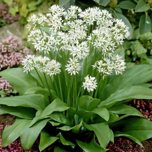  -  (. Allium ursinum)  35 330