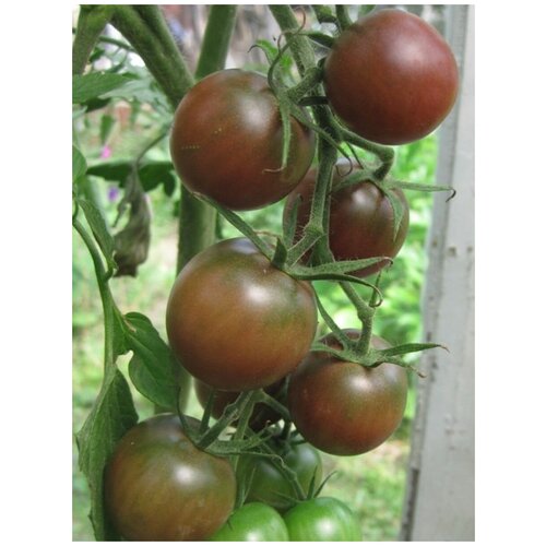 Семена Томат Блек черри (Black cherry), 10 штук 297р