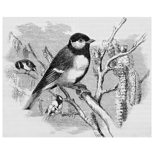       (Bird on a branch) 2 37. x 30. 1190