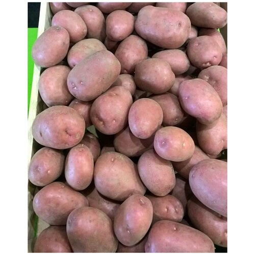 Картофель семенной селекционный сортовой Рикарда клубни 1 кг 359р