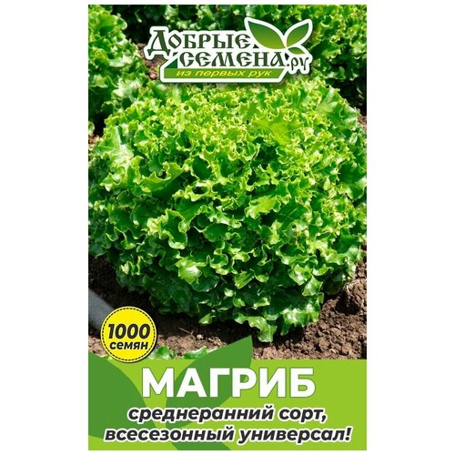 Семена салата Магриб - 1000 шт - Добрые Семена.ру 384р