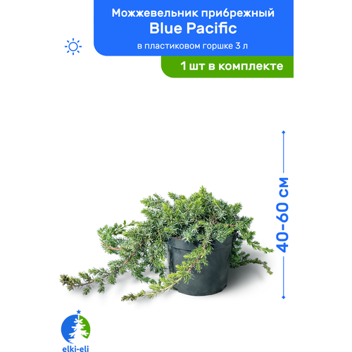 Можжевельник прибрежный Blue Pacific (Блю Пацифик) 40-60 см в пластиковом горшке 3 л, саженец, хвойное живое растение 2750р