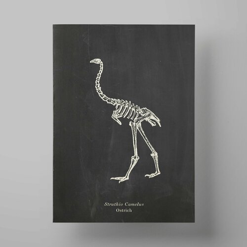   , Ostrich, 3040 ,      560