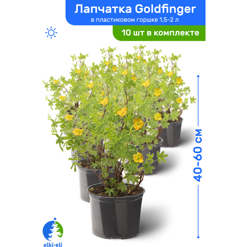 Лапчатка Goldfinger (Голдфингер) 40-60 см в пластиковом горшке 1,5-2 л, саженец, лиственное живое растение, комплект из 10 шт 12430р