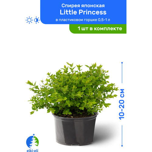 Спирея японская Little Princess (Литтл Принцесс) 10-20 см в пластиковом горшке 0,5-1 л, саженец, лиственное живое растение 975р