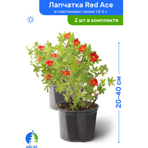 Лапчатка Red Ace (Рэд Айс) 20-40 см в пластиковом горшке 1,5-2 л, саженец, лиственное живое растение, комплект из 2 шт 2780р