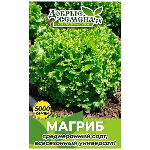 Семена салата Магриб - 5000 шт - Добрые Семена.ру 1320р