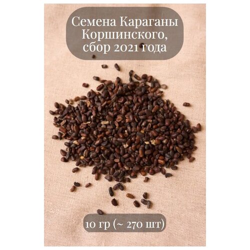 Семена Караганы Коршинского 900р