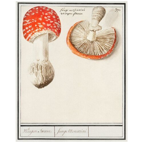  /  /   -  Amanita muscaria 6090     1450