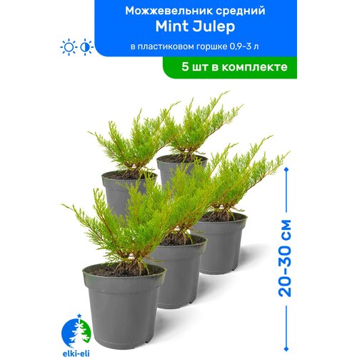 Можжевельник средний Mint Julep (Минт Джулеп) 20-30 см в пластиковом горшке 0,9-3 л, саженец, хвойное живое растение, комплект из 5 шт 3995р