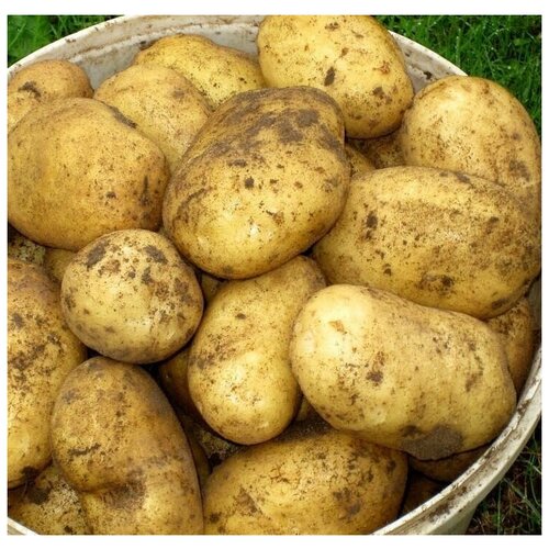 Картофель семенной гала клубни 2 кг 469р