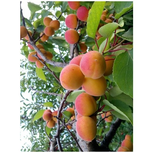 Семена Абрикос маньчжурский / Prunus mandschurica, 25 штук 990р