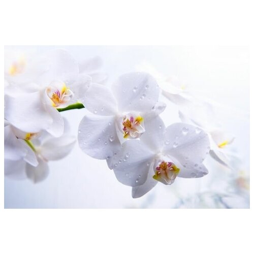      (White orchids) 1 45. x 30. 1340