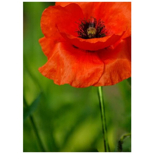 ������ �� ������ ��� (Poppies) �4 50��. x 70��. 2540�