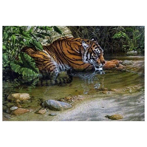     (Tiger) 10 45. x 30. 1340