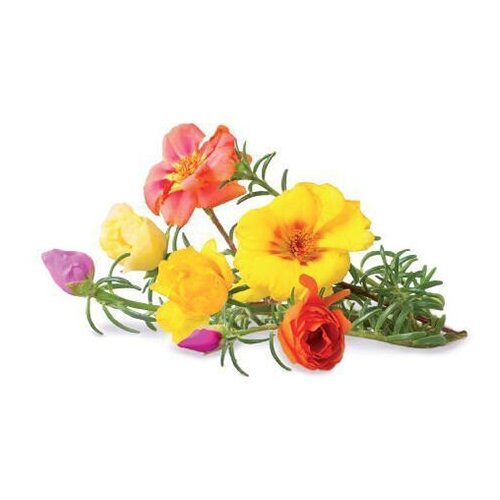 Click And Grow �������� ���������� Click And Grow Moss Rose 3 ��. ��� ������ ���� Click And Grow ���� ��������� 2690�