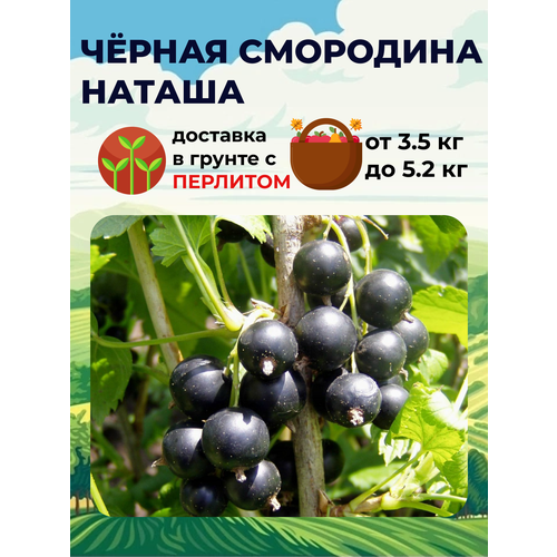 Спелов Смородина Черная Наташа, 2-3 года, C3, ЗКС 825р