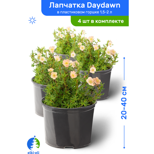 Лапчатка Daydawn (Дэйдаун) 20-40 см в пластиковом горшке 1,5-2 л, саженец, лиственное живое растение, комплект из 4 шт 4543р