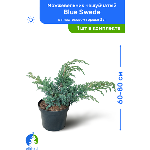 Можжевельник чешуйчатый Blue Swede (Блю Свид) 60-80 см в пластиковом горшке 3 л, саженец, хвойное живое растение 3950р