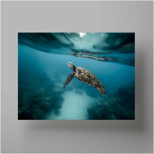  , Turtle 50x70 ,     1200