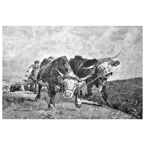       (Oxen at the plow) 45. x 30. 1340