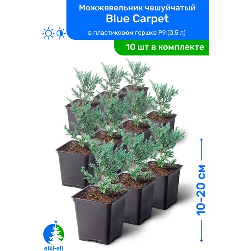 Можжевельник чешуйчатый Blue Carpet (Блю Карпет) 10-20 см в пластиковом горшке P9 (0,5 л), саженец, хвойное живое растение, комплект из 10 шт 8950р