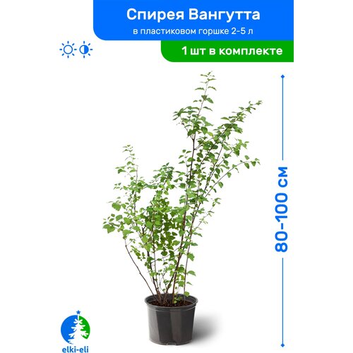 Спирея Вангутта 80-100 см в пластиковом горшке 2-5 л, саженец, лиственное живое растение 1795р