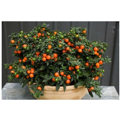   (. Solanum villosum)  25 300
