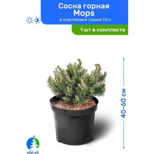 Сосна горная Mops 40-60 см в пластиковом горшке 7,5 л, саженец, хвойное живое растение 8950р