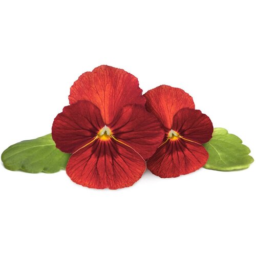    Click And Grow Red Pansy Plant Pods 3 .    Click And Grow   ,  1988  Click & Grow