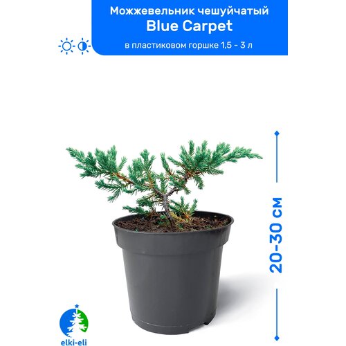 Можжевельник чешуйчатый Blue Carpet (Блю Карпет) 20-30 см в пластиковом горшке 0,9-3 л, саженец, хвойное живое растение 1295р