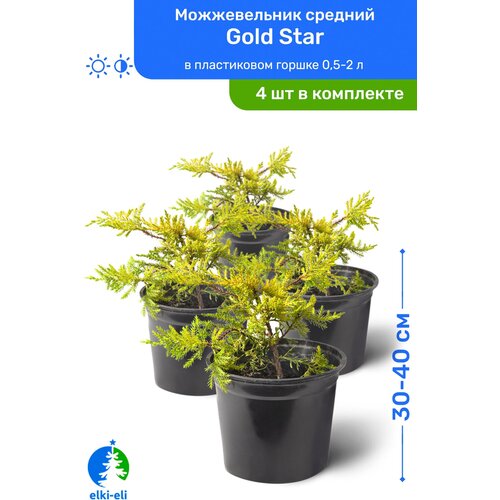 Можжевельник средний Gold Star (Голд Стар) 30-40 см в пластиковом горшке 0,5-2 л, саженец, хвойное живое растение, комплект из 4 шт 5580р