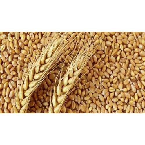Пшеница 40кг / Сидерат 4620р