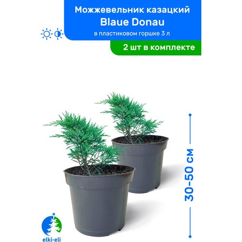 Можжевельник казацкий Blaue Donau (Блю Донау) 30-50 см в пластиковом горшке 0,9-3 л, саженец, хвойное живое растение, комплект из 2 шт 4100р