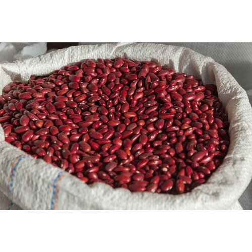 Семена фасоли красной для микрозелени 450гр 449р