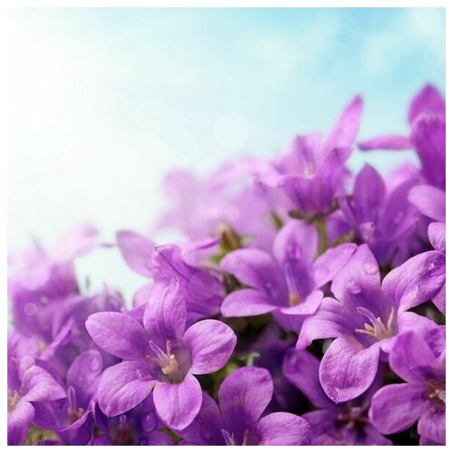      (Purple flowers) 1 40. x 40. 1460
