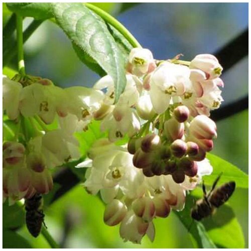    (. Staphylea trifolia)  10,  350  MagicForestSeeds