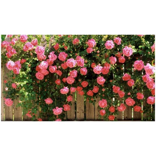 Роза плетистая mix (лат. Rosa Setigera Michx) семена 15шт 350р