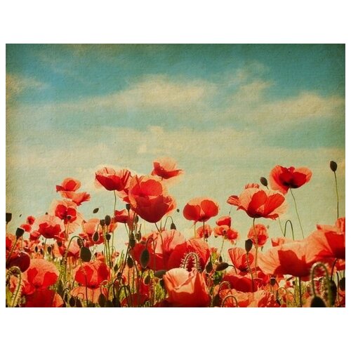     (Poppies) 37 52. x 40. 1760