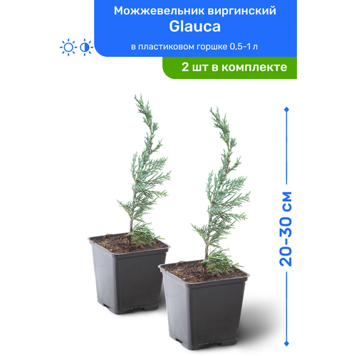 Можжевельник виргинский Glauca 20-30 см в пластиковом горшке 0,5-1 л, саженец, хвойное живое растение, комплект из 2 шт 2390р