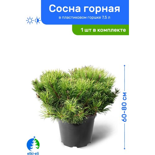 Сосна горная 60-80 см в пластиковом горшке 7,5 л, саженец, хвойное живое растение 12950р