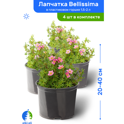 Лапчатка Bellissima (Белисима) 20-40 см в пластиковом горшке 1,5-2 л, саженец, лиственное живое растение, комплект из 4 шт 4543р