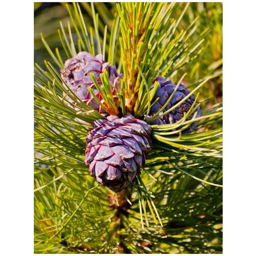    /    / Pinus sibirica, 120  750