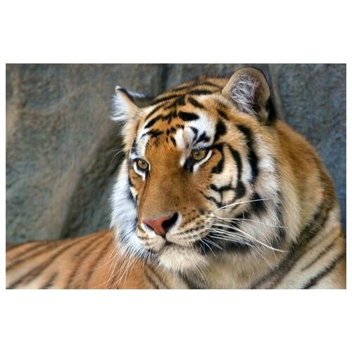     (Tiger) 1 75. x 50. 2690