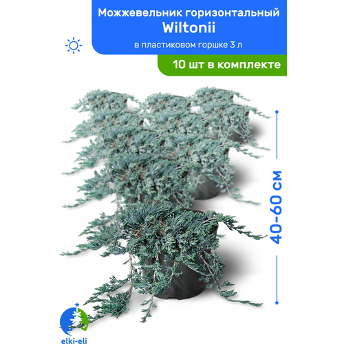 Можжевельник горизонтальный Wiltonii (Вилтони) 40-60 см в пластиковом горшке 3 л, саженец, живое хвойное растение, комплект из 10 шт 21500р